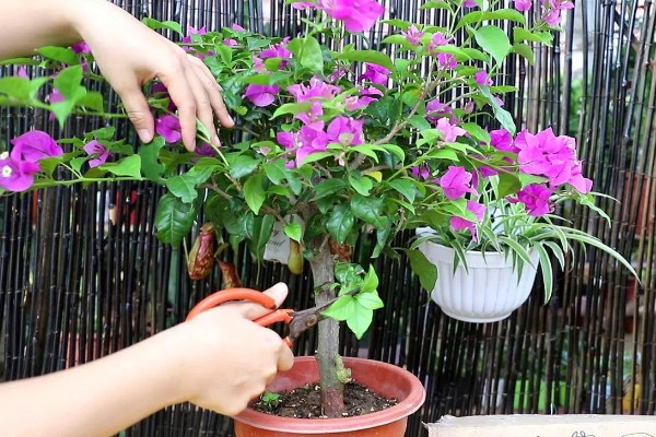 三角梅夏季怎么养护，盛夏每天早晚各浇一次水