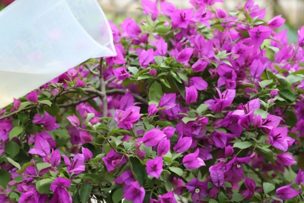 三角梅夏季怎么养护，盛夏每天早晚各浇一次水