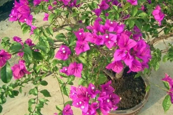 三角梅夏季怎么养护，盛夏每天早晚各浇一次水