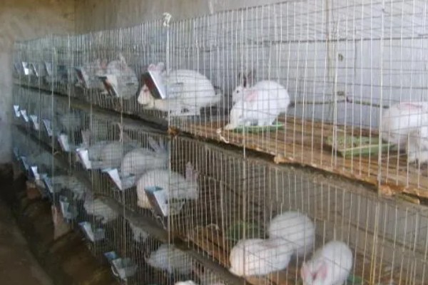 中国白兔怎么养殖，幼兔期每天喂4次左右