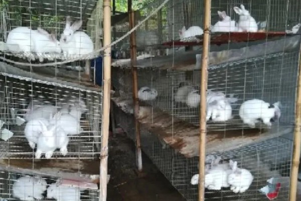 中国白兔怎么养殖，幼兔期每天喂4次左右