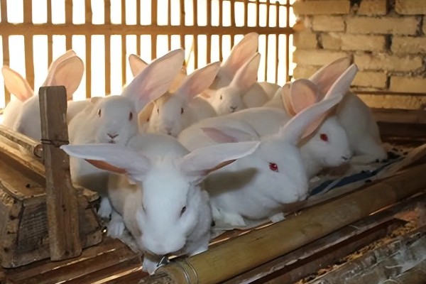 中国白兔怎么养殖，幼兔期每天喂4次左右
