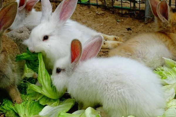 中国白兔怎么养殖，幼兔期每天喂4次左右