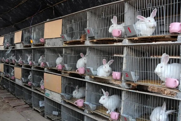 中国白兔怎么养殖，幼兔期每天喂4次左右