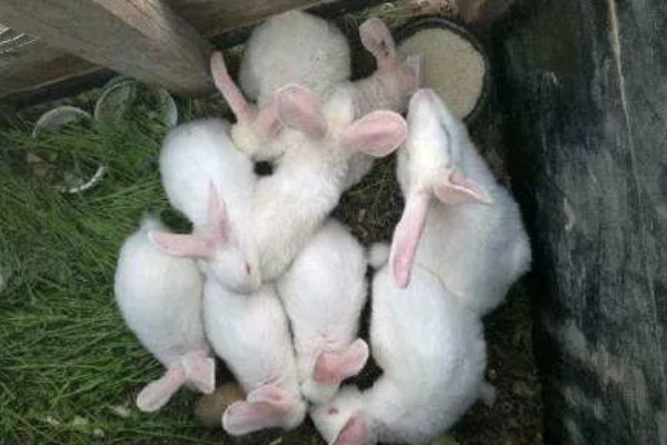 中国白兔怎么养殖，幼兔期每天喂4次左右