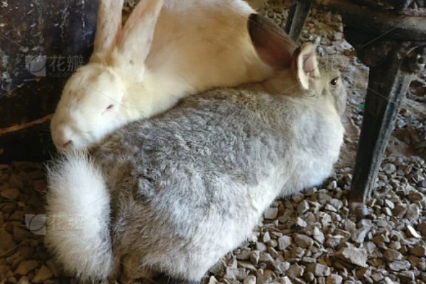 中国白兔怎么养殖，幼兔期每天喂4次左右