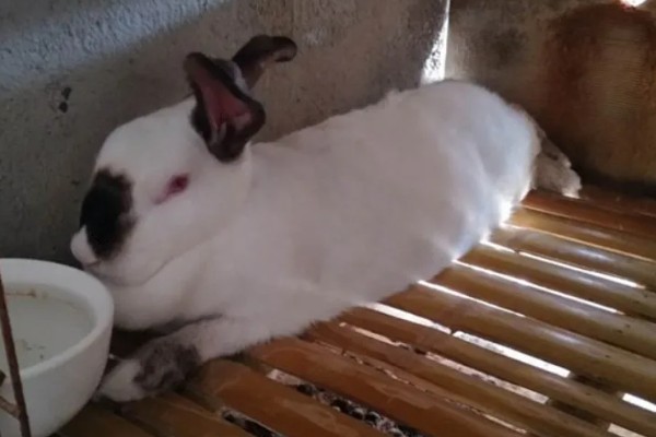 中国白兔怎么养殖，幼兔期每天喂4次左右