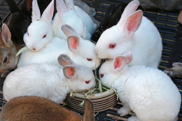 中国白兔怎么养殖，幼兔期每天喂4次左右