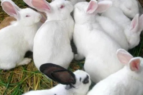中国白兔怎么养殖，幼兔期每天喂4次左右