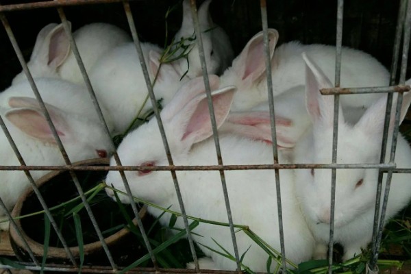 中国白兔怎么养殖，幼兔期每天喂4次左右