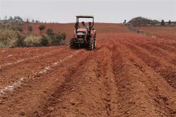 种植红薯的方法,播种后经过15天要追施人畜肥或尿素