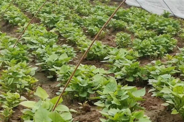 种植红薯的方法,播种后经过15天要追施人畜肥或尿素