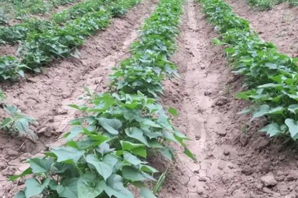 种植红薯的方法,播种后经过15天要追施人畜肥或尿素