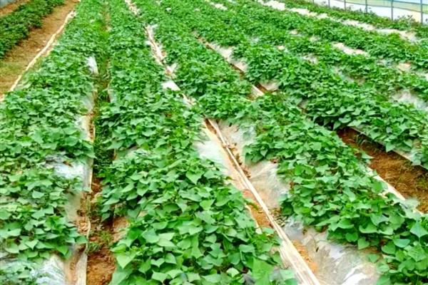 种植红薯的方法,播种后经过15天要追施人畜肥或尿素