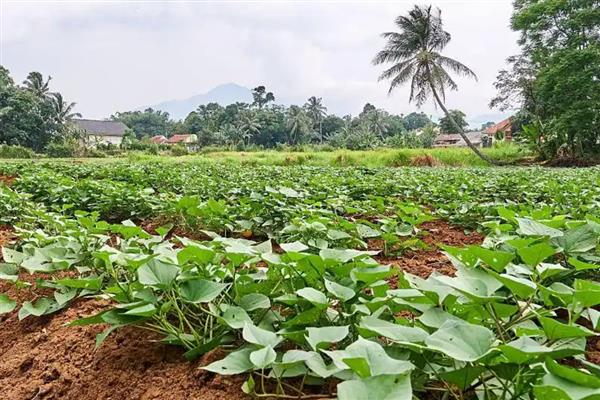 种植红薯的方法,播种后经过15天要追施人畜肥或尿素