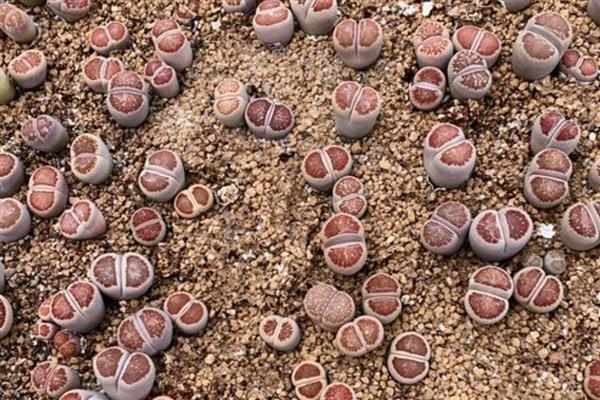 石生花徒长怎么办，视情况采取补充光照、浇水等措施