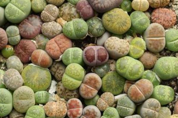 石生花徒长怎么办，视情况采取补充光照、浇水等措施