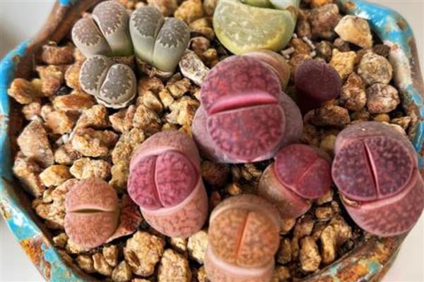 石生花徒长怎么办，视情况采取补充光照、浇水等措施