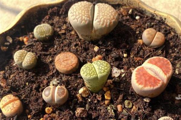 石生花徒长怎么办，视情况采取补充光照、浇水等措施