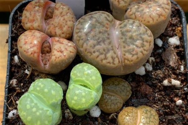 石生花徒长怎么办，视情况采取补充光照、浇水等措施