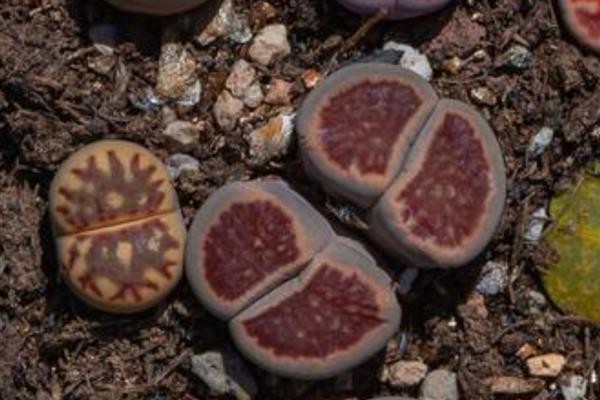 石生花徒长怎么办，视情况采取补充光照、浇水等措施