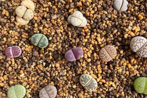 石生花徒长怎么办，视情况采取补充光照、浇水等措施