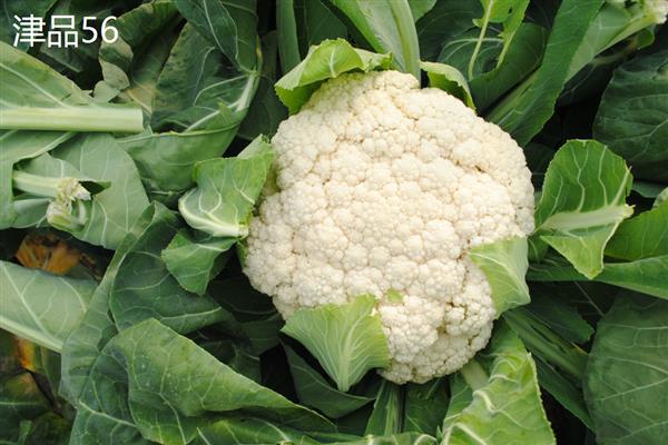 花菜有什么好品种,津品56、台瀛100等品种具有不错的品质