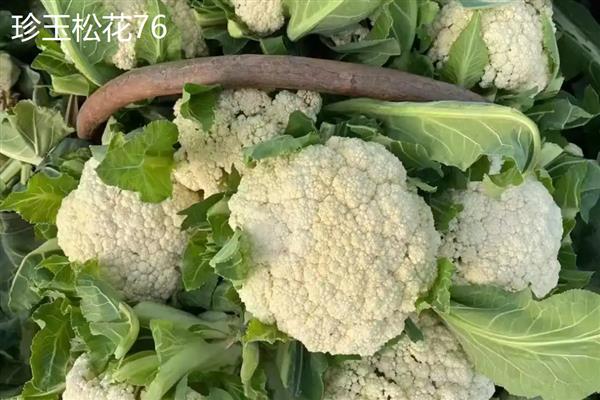 花菜有什么好品种,津品56、台瀛100等品种具有不错的品质