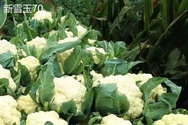 花菜有什么好品种,津品56、台瀛100等品种具有不错的品质