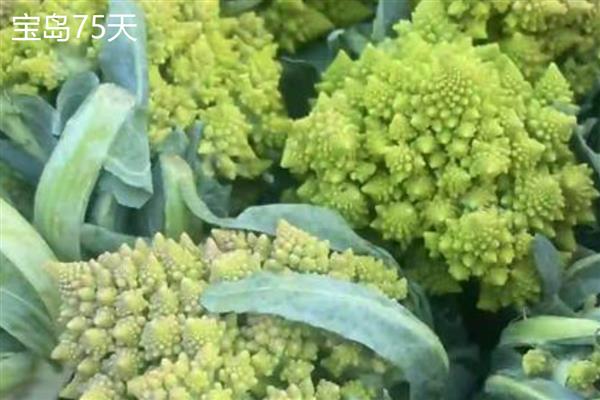 花菜有什么好品种,津品56、台瀛100等品种具有不错的品质