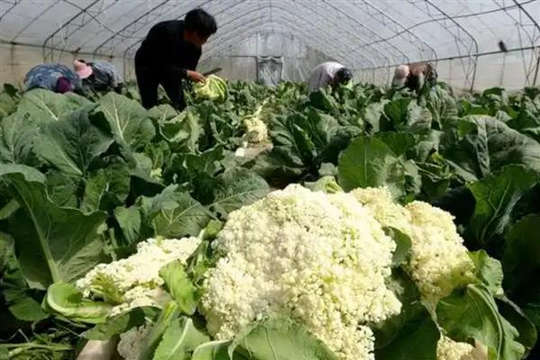 花菜有什么好品种,津品56、台瀛100等品种具有不错的品质