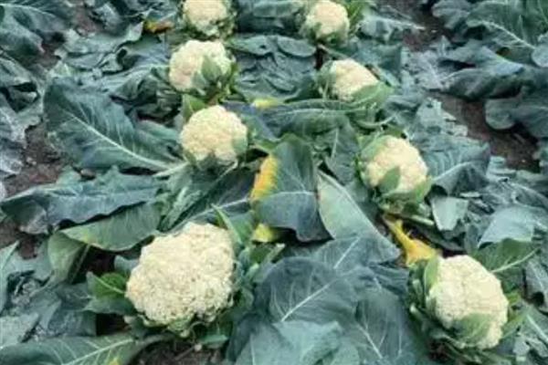 花菜有什么好品种,津品56、台瀛100等品种具有不错的品质