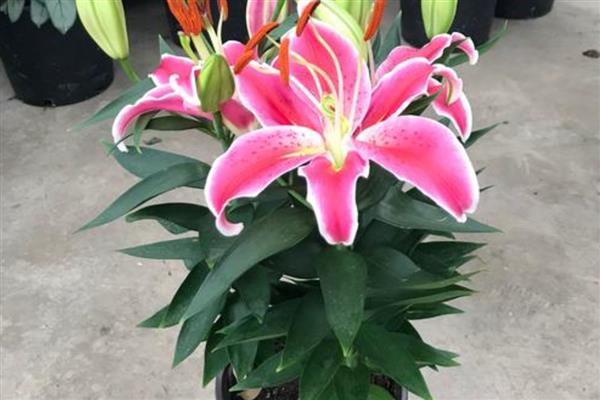 香水百合花谢后的养护方法，剪除残花、枯枝、侧枝可节省养分