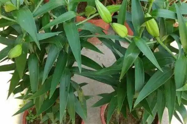 香水百合花谢后的养护方法，剪除残花、枯枝、侧枝可节省养分