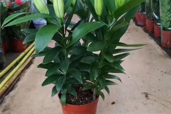 香水百合花谢后的养护方法，剪除残花、枯枝、侧枝可节省养分