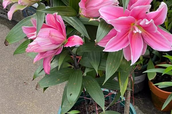 香水百合花谢后的养护方法，剪除残花、枯枝、侧枝可节省养分