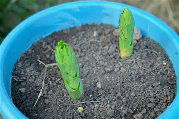 香水百合花谢后的养护方法，剪除残花、枯枝、侧枝可节省养分
