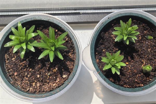 香水百合花谢后的养护方法，剪除残花、枯枝、侧枝可节省养分