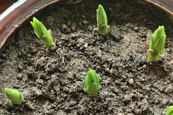 香水百合花谢后的养护方法，剪除残花、枯枝、侧枝可节省养分