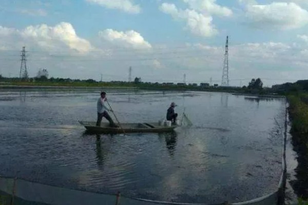 养殖南美白对虾的方法，放苗后的半个月每天喂4次