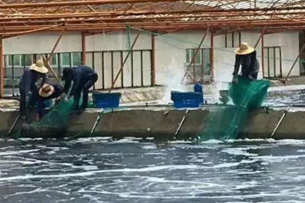 养殖南美白对虾的方法，放苗后的半个月每天喂4次