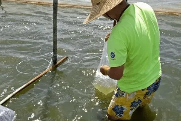 养殖南美白对虾的方法，放苗后的半个月每天喂4次