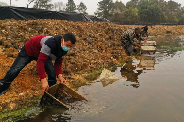 养殖南美白对虾的方法，放苗后的半个月每天喂4次