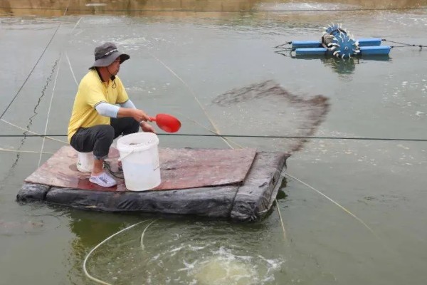 养殖南美白对虾的方法，放苗后的半个月每天喂4次