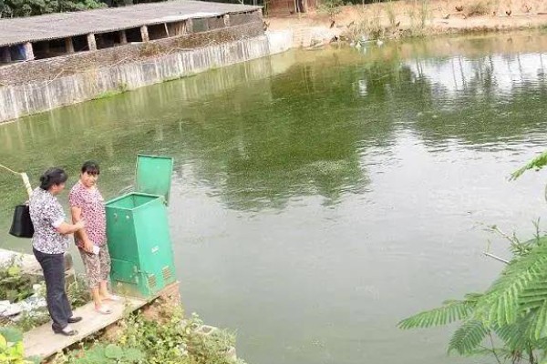 养殖南美白对虾的方法，放苗后的半个月每天喂4次