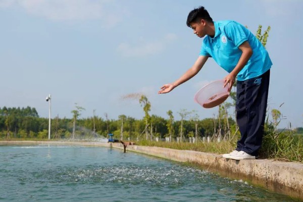 养殖南美白对虾的方法，放苗后的半个月每天喂4次