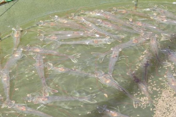 养殖南美白对虾的方法，放苗后的半个月每天喂4次