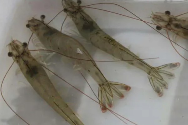 养殖南美白对虾的方法，放苗后的半个月每天喂4次