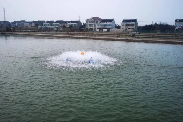 养殖南美白对虾的方法，放苗后的半个月每天喂4次