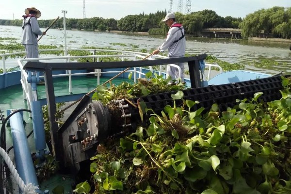 养殖南美白对虾的方法，放苗后的半个月每天喂4次